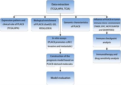 PLAC8 is an innovative biomarker for immunotherapy participating in remodeling the immune microenvironment of renal clear cell carcinoma